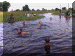 Botswana01_Delta1_MekoroA10_Swim_2985_Web.gif (202298 bytes)