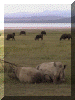 Kenya01_Nakuru1_Rhino_2328_Web.gif (194495 bytes)