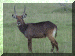 Kenya01_Nakuru1_Waterbuck_2333_Web.gif (287421 bytes)