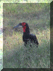 Kenya01_Nakuru2_Hornbill_2342_Web.gif (313939 bytes)