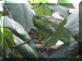 Tanzania01_SnakePark_Chameleon_1916_Web.gif (227364 bytes)