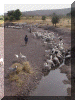Mali00_BamakoEnroute4_Sheep_944_Web.gif (247891 bytes)