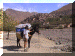 Morocco00_Toubkal_Hiking_Mule_Jac_684_Web.gif (235613 bytes)