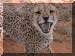 Namibia01_Cheetah29_Snarling_3199_Web.gif (262980 bytes)
