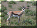 Namibia01_Etosha1_Drive01_Springbok_3011_Web.gif (304371 bytes)