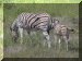 Namibia01_Etosha1_Drive04_Zebra_3014_Web.gif (289084 bytes)