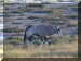 Namibia01_Etosha2_DriveA5_Gemsbok_3036_Web.gif (267682 bytes)