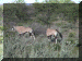 Namibia01_Etosha3_Drive3_Gemsbok_3061_Web.gif (291126 bytes)