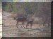 Nigeria00_Yankari_Drive2_Hartebeest_1513_Web.gif (285581 bytes)