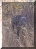 Nigeria00_Yankari_Drive2_Waterbuck_1508_Web.gif (326600 bytes)