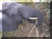 Nigeria00_Yankari_Drive3_Elephants_1562_Web.gif (252724 bytes)