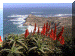 SouthAfrica01_Cape16_Point_ViewtoHope_Flowers_3447_Web.gif (207361 bytes)
