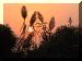 Morocco00_Asilah_Campsite_Sunset_396_Web.gif (187367 bytes)