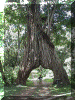 Tanzania01_Meru1_04_FigTree_2364_Web.gif (292472 bytes)