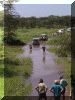 Tanzania01_Serengeti_Day3_River_Rover_2106_Web.gif (231623 bytes)