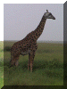 Tanzania01_Serengeti_Giraffe_2052_Web.gif (240460 bytes)