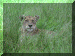 Tanzania01_Serengeti_Lion_2048_Web.gif (323296 bytes)