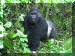 Uganda01_Gorilla14_Bigingo_2145_Web.gif (280226 bytes)
