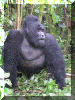 Uganda01_Gorilla15_Bigingo_2146_Web.gif (278508 bytes)
