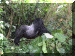 Uganda01_Gorilla16_Bigingo_ChallengeMark_2147_Web.gif (295833 bytes)