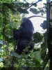 Uganda01_Gorilla17_Mark_ChallengeBigingo_2148_Web.gif (251025 bytes)