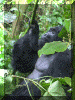 Uganda01_Gorilla31_Mark_2163_Web.gif (230268 bytes)