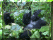 Uganda01_Gorilla33_Mark_Juvenile_2165_Web.gif (267860 bytes)