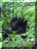 Uganda01_Gorilla36_Mother_Infant_2168_Web.gif (275154 bytes)