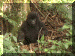 Uganda01_Gorilla40B_Infant_2315_Web.gif (258919 bytes)