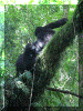 Uganda01_Gorilla44_Mother2_Juvenile_2176_Web.gif (308246 bytes)