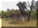 Zimbabwe01_Gweru2_Horse7_Giraffe_2718_Web.gif (237073 bytes)