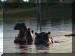 Zimbabwe01_Kariba2_Canoe07_Hippos_2632_Web.gif (207563 bytes)