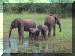 Zimbabwe01_Kariba2_Walk08_Elephants_2615_Web.gif (271434 bytes)