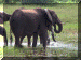 Zimbabwe01_Kariba2_Walk14_Elephants_2622_Web.gif (241885 bytes)
