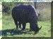 Zimbabwe01_Matabo21_Rhino_2818_Web.gif (269053 bytes)