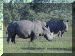 Zimbabwe01_Matabo33_Walk_Rhino_2831_Web.gif (286759 bytes)