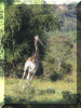 Zimbabwe01_Matabo36_Walk_Giraffe_2835_Web.gif (280238 bytes)