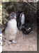 Argentina02_Tombo04_Penguins_4325_Web.jpg (125870 bytes)