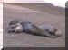 Argentina02_Valdes5_Beach_4330_Web.jpg (124880 bytes)